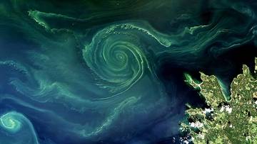 Niepokojące zjawisko na Bałtyku. Nie świadczy o niczym dobrym