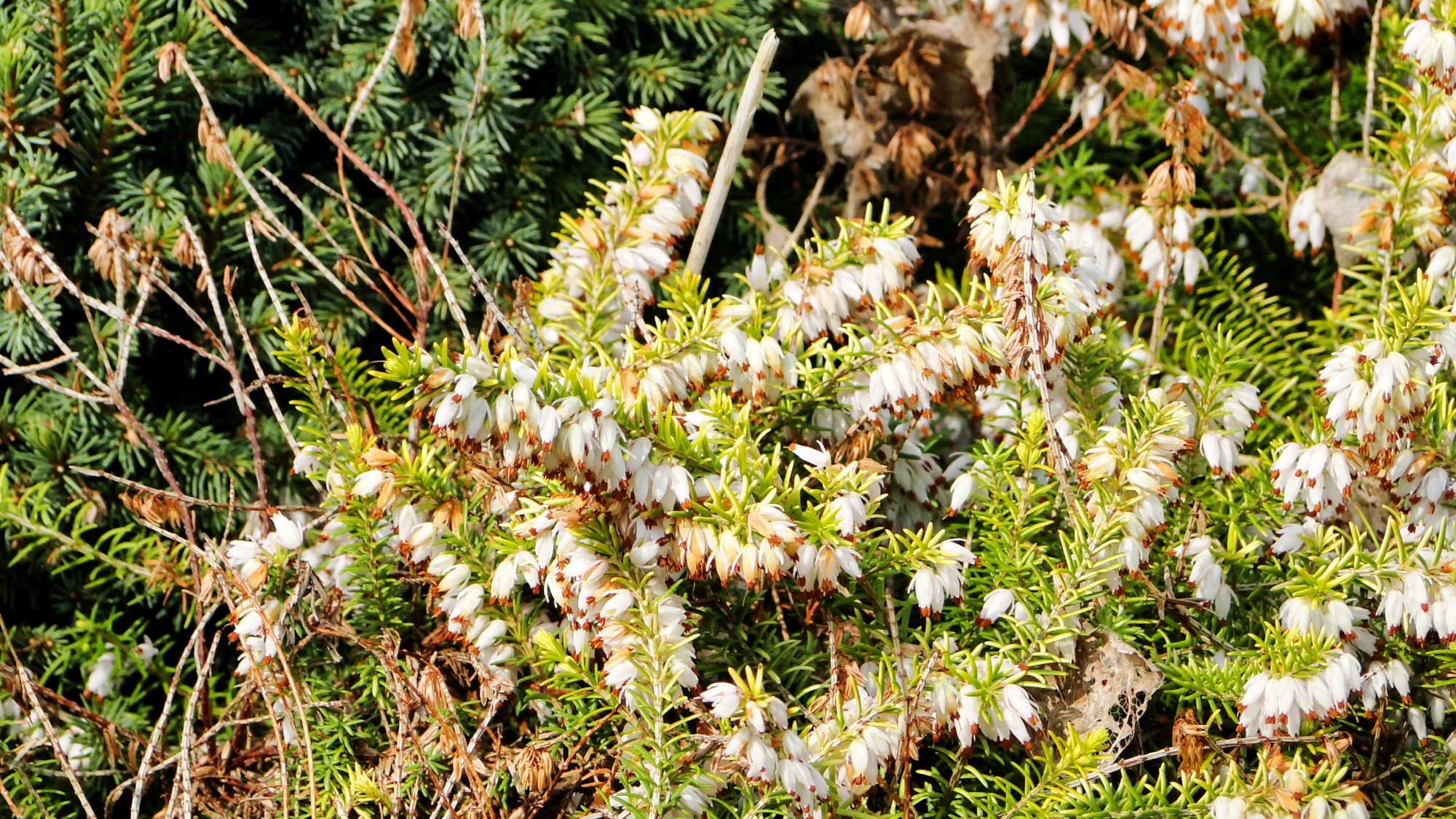 Wiosna radosna - zdjęcie 24