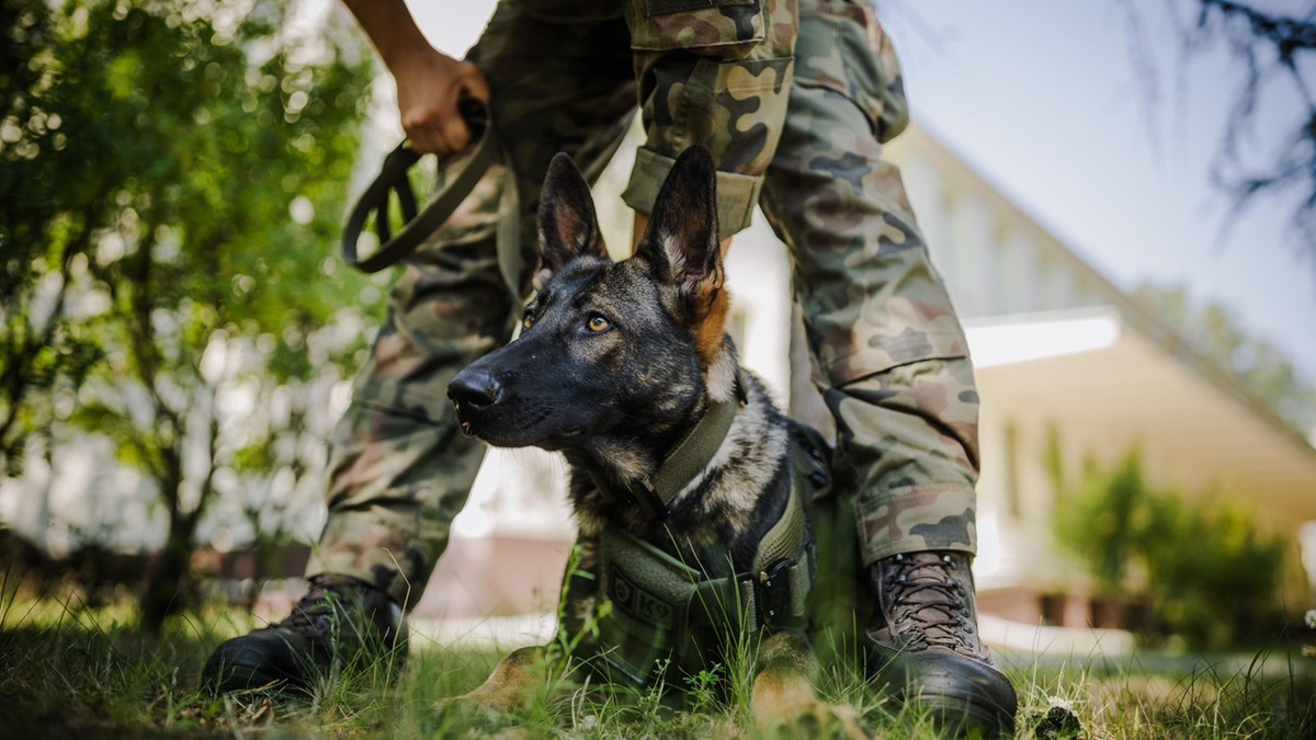 Psy służące w armii będą mogły uzyskać stopnie wojskowe. Nowy przepis