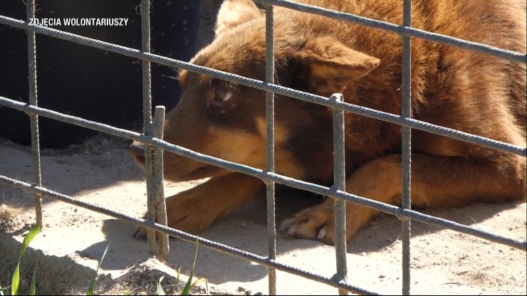 "Mordownia dla zwierząt" w Radysach. Wciąż 1,5 tysiąca psów czeka na adopcję