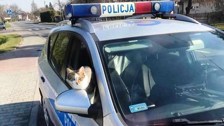 Kot z radiowozu podpatrywał taktykę służby drogówki