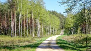 02.07.2023 05:59 Tak wyglądają najpiękniejsze lasy w Polsce. Zobacz i posłuchaj kojących dźwięków natury
