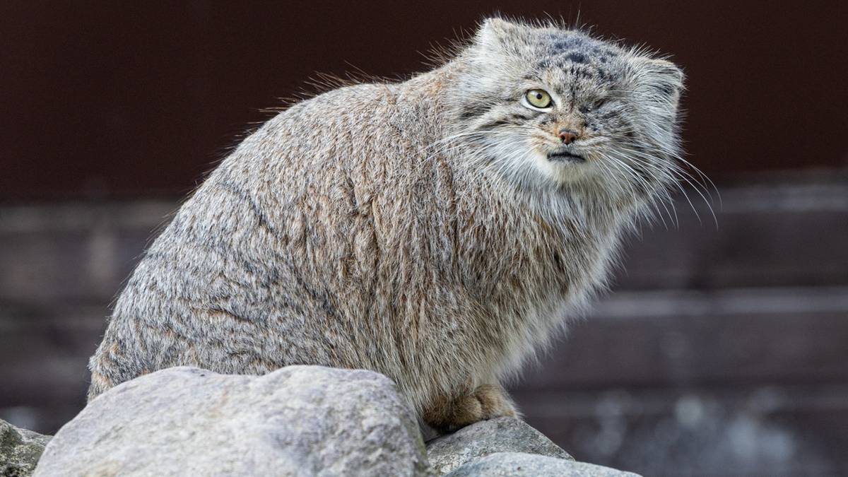 Trwają poszukiwania Bożenki. Poznańskie zoo apeluje o pomoc