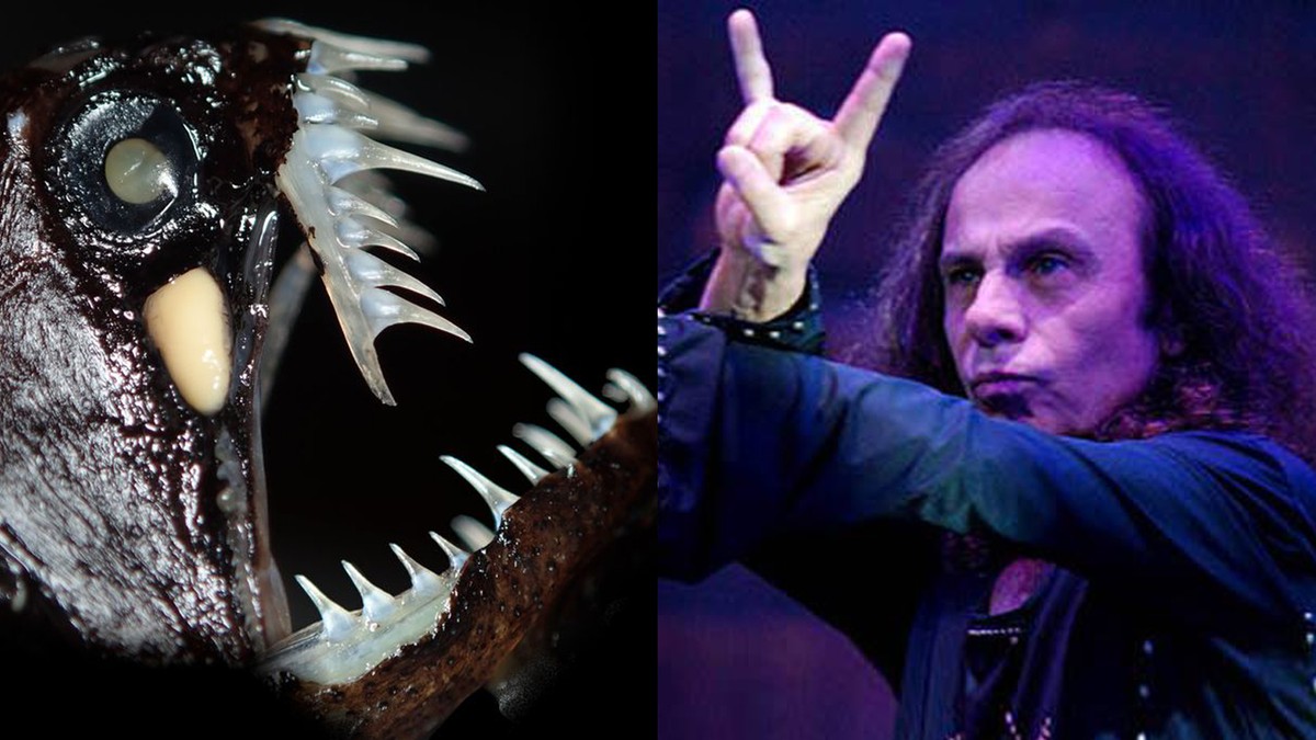 Odkryli rybę z "rogami diabła". Nazwano ją na cześć Ronniego Jamesa Dio