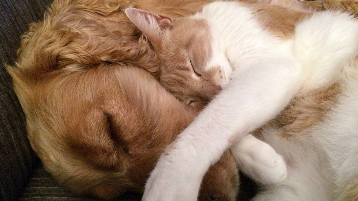 Kto jest mądrzejszy: pies czy kot? Odpowiedź zaskakuje