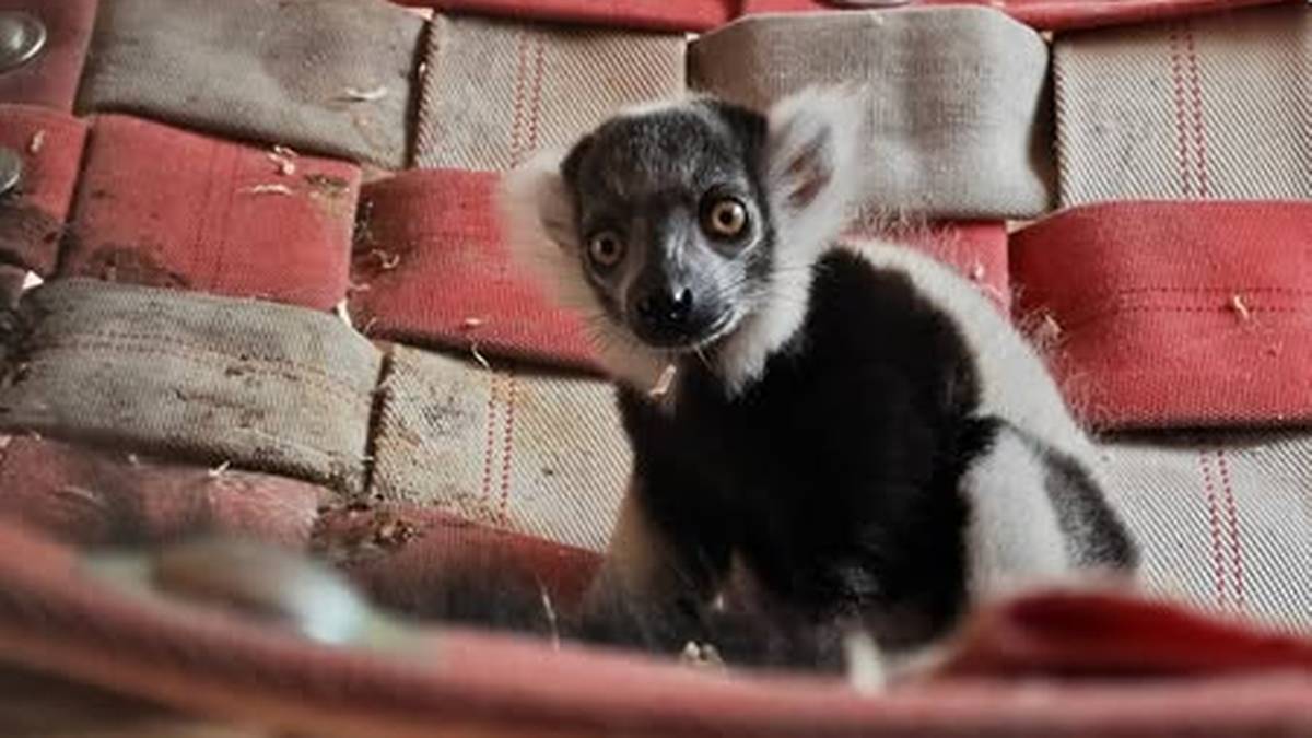 Niezwykłe narodziny w śląskim zoo. Nowy mieszkaniec ma szczególne zadanie