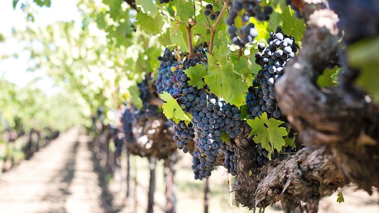 Kłopoty francuskich producentów win. Z powodu mrozów stracili nawet połowę zbiorów