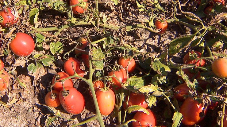 Nikt nie chce zbierać ani skupować pomidorów. Lądują na polach