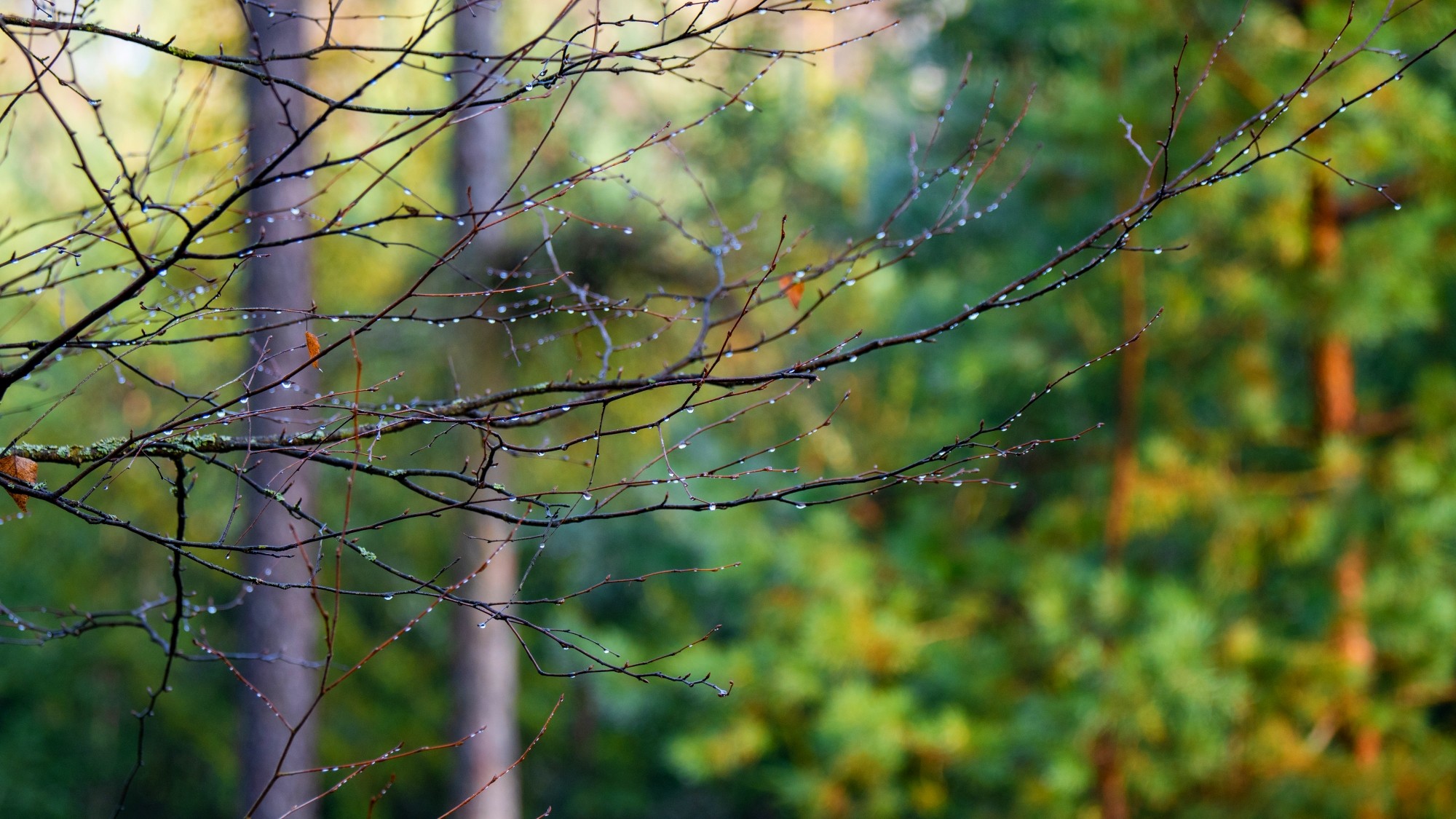 Różne oblicza zimy - zdjęcie 12
