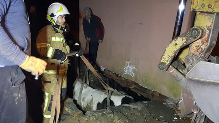 Koń wpadł do dziury, strażacy dwie godziny walczyli o jego życie