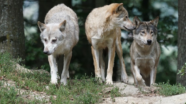 Lubuskie. Władze gminy Deszczno ostrzegają przed wilkami