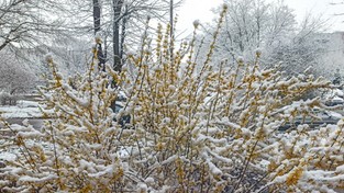 14.04.2021 08:00 Spadło 20 cm śniegu, a niebawem dopada drugie tyle. W których regionach spadnie najwięcej śniegu?