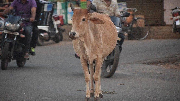 Indie. 12 osób zginęło w wypadku, gdy kierowca autobusu próbował wyminąć krowę
