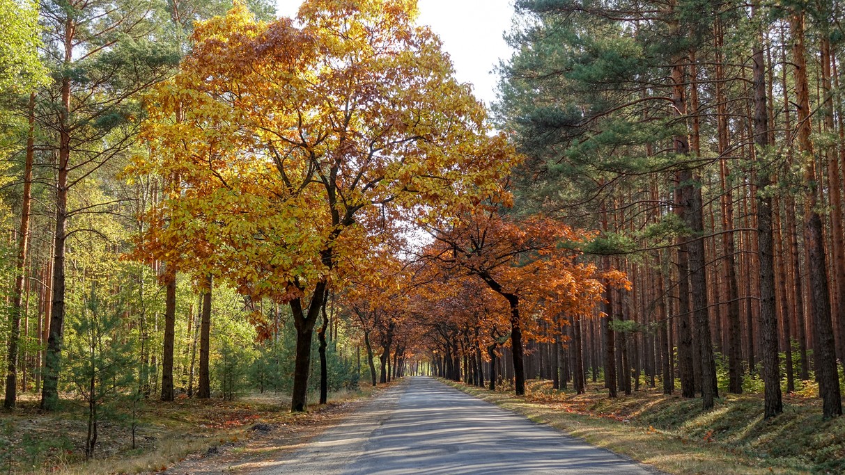 Jesienne klimaty - zdjęcie 10