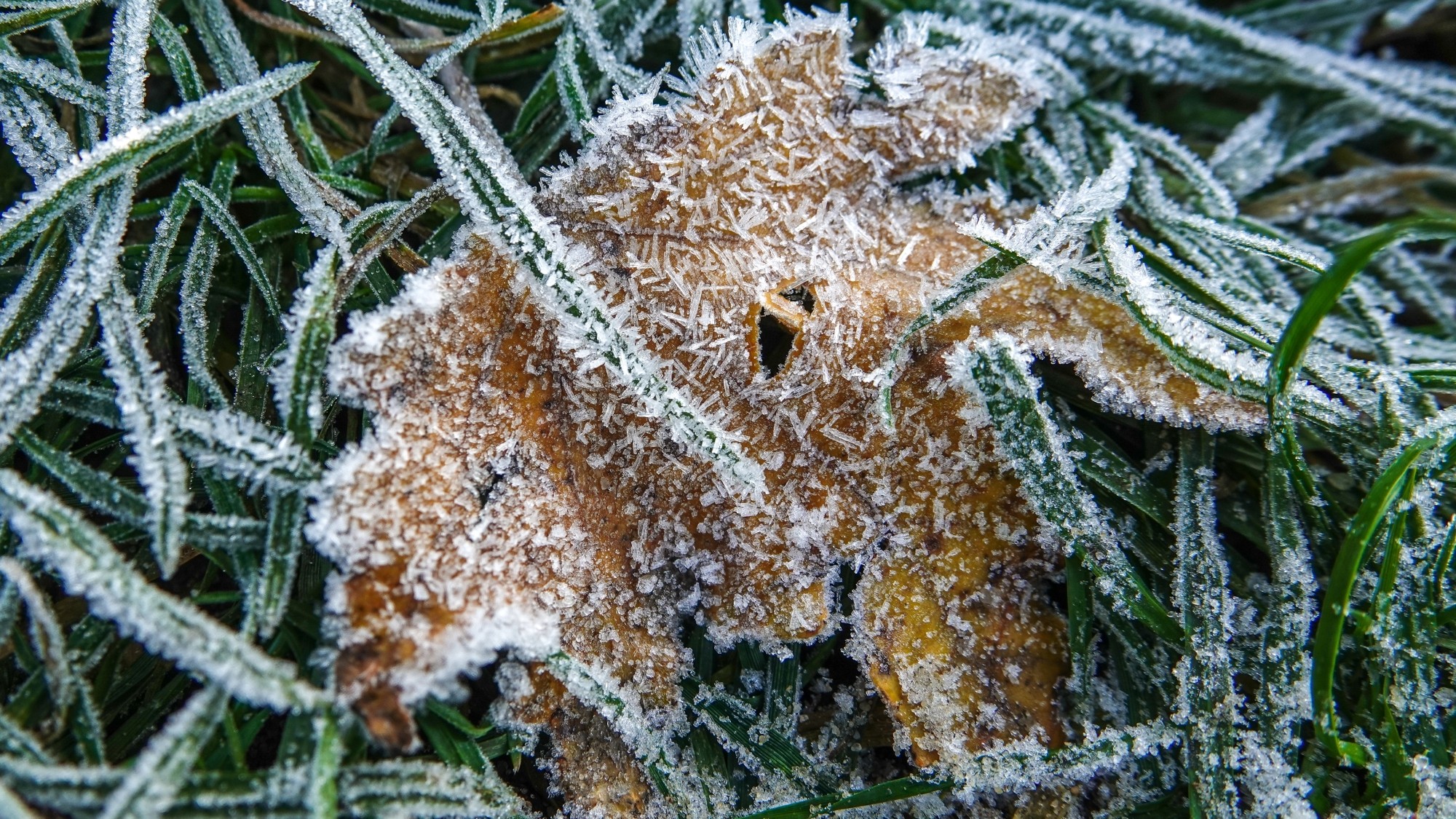 Szron pod lupą - zdjęcie 44