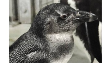 Mamy swojego pingwina! Polsatnews.pl nadał imię pisklakowi z wrocławskiego zoo