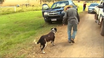 3-latka zagubiła się w australijskim buszu. Jej życia strzegł stary, zniedołężniały pies
