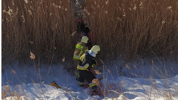 Pomorskie. Strażacy uratowali sarnę uwięzioną w lodzie na Martwej Wiśle
