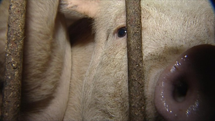 Ministerstwo: konserwy ze świń z terenów ASF wyprodukowano ze zdrowych tuczników