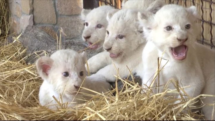 Debiut białych lwiątek przed kamerami. Ukraińskie zoo pochwaliło się swoimi podopiecznymi