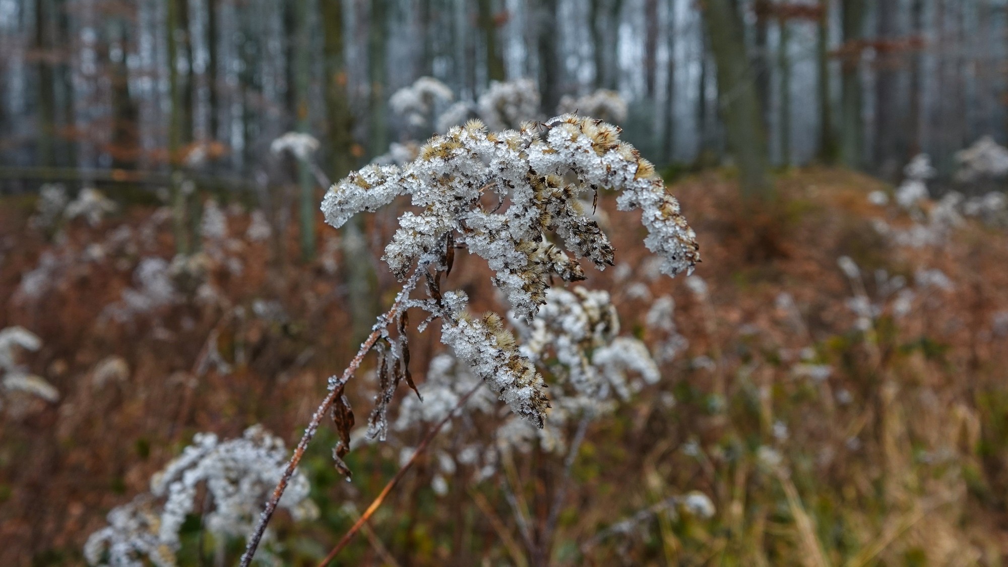 Szron pod lupą - zdjęcie 24