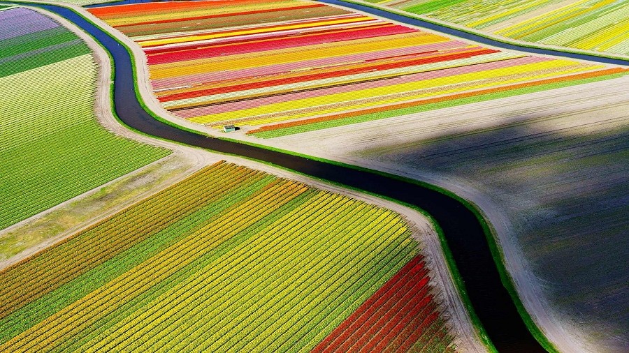 Pola tulipanów w Voorhout w Holandii. Fot. Anders Andersson / National Geographic.
