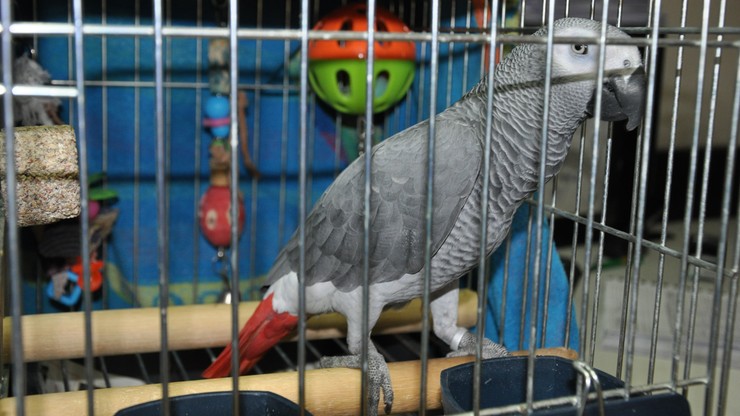 Papuga żako - z granicy do zoo