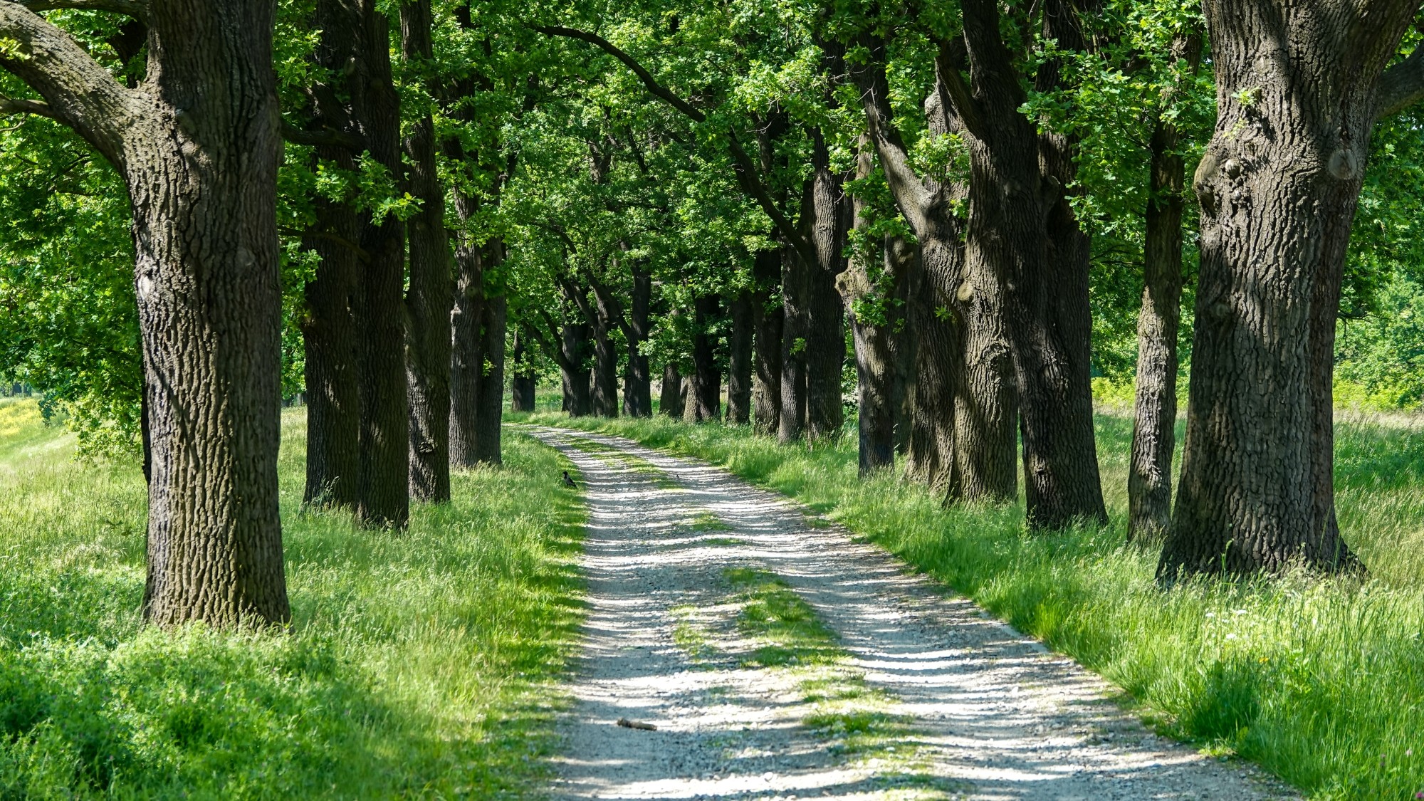 Uroki zielonej pory roku - zdjęcie 55