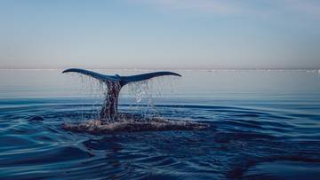 Zagrożenie w Japonii. Niepozorne ssaki atakują turystów