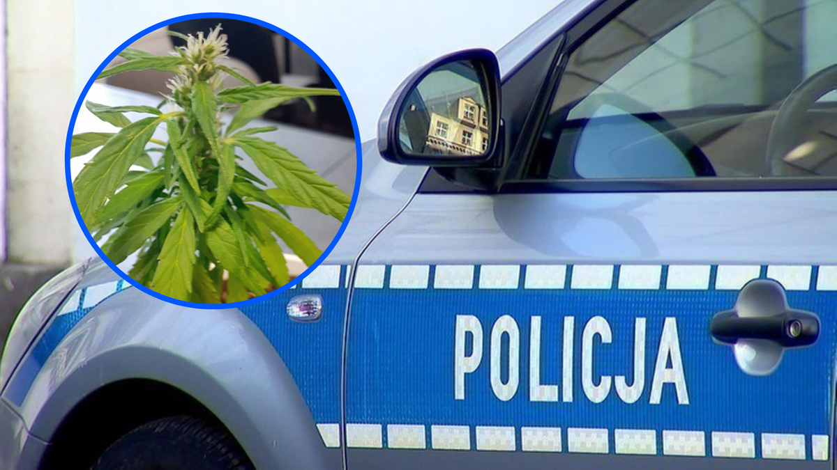 Wałbrzych. Policjanci znaleźli u 66-latki nielegalną roślinę. Kobieta tłumaczyła, że to winogrono