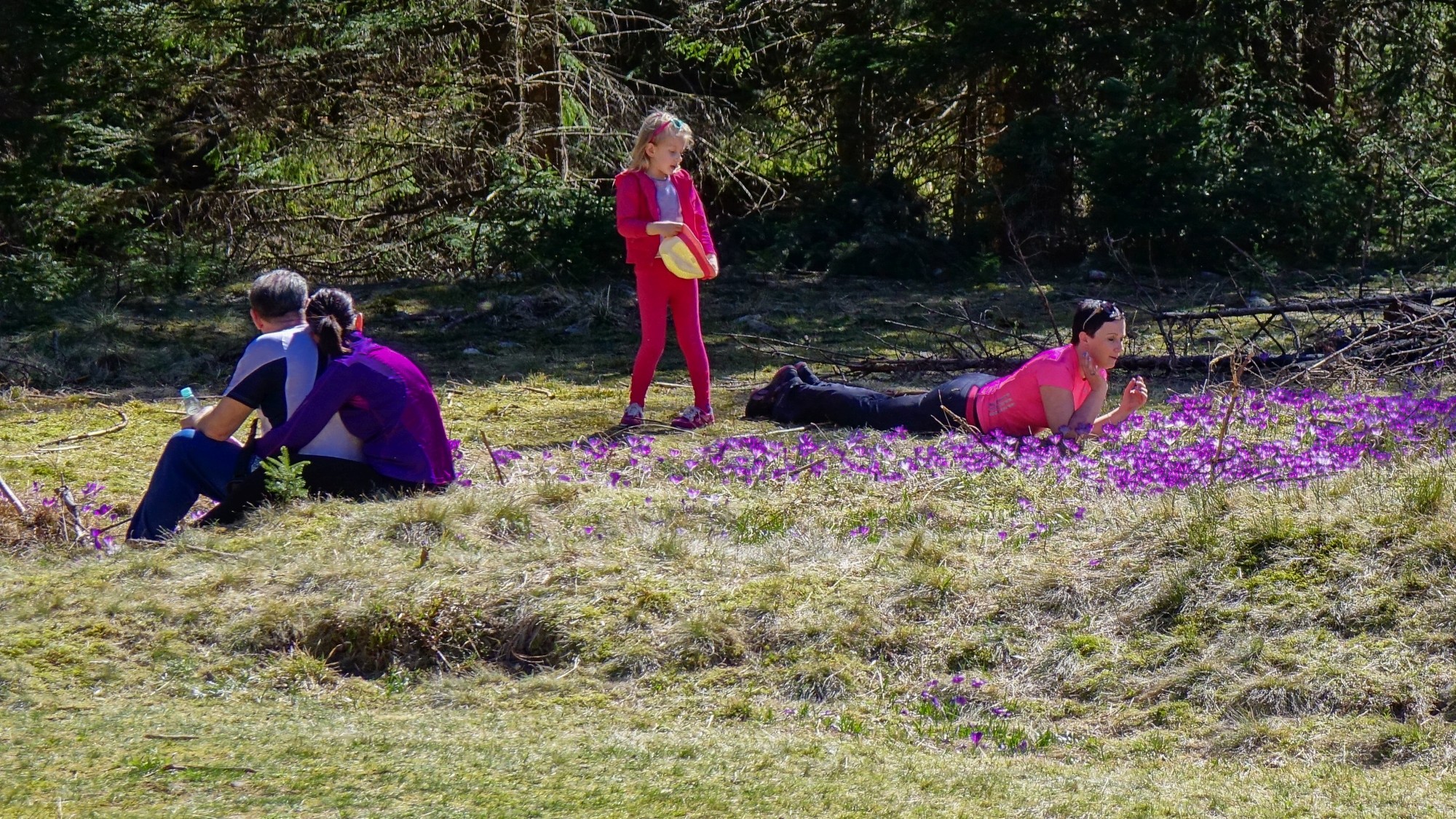 Tatrzańskie krokusy - zdjęcie 7