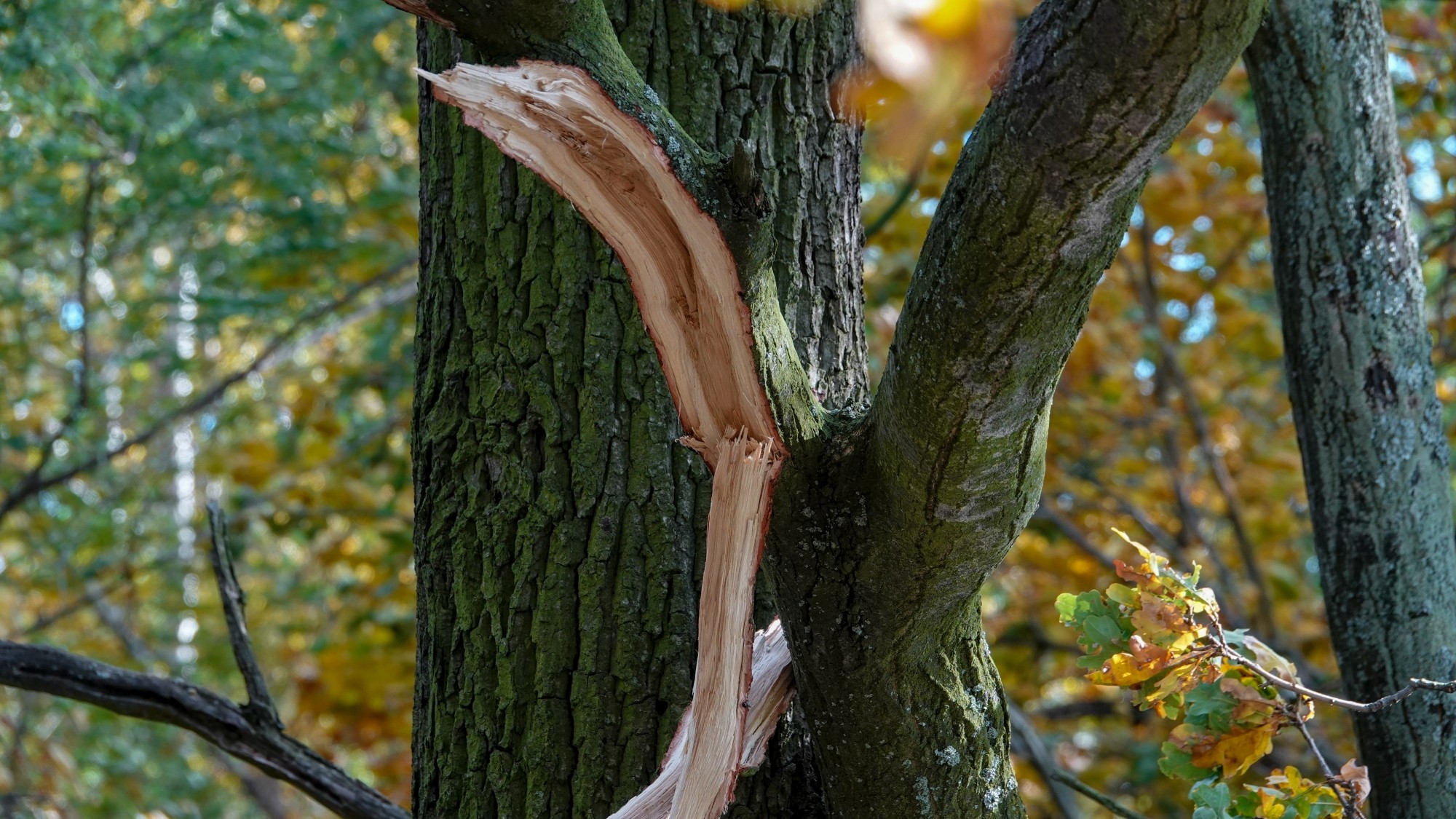 Wichura w Polsce - zdjęcie 10