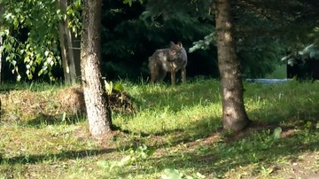 Zwierzę, które zaatakowało ludzi w Bieszczadach to wilk. "Wykluczono hybrydę z psem"