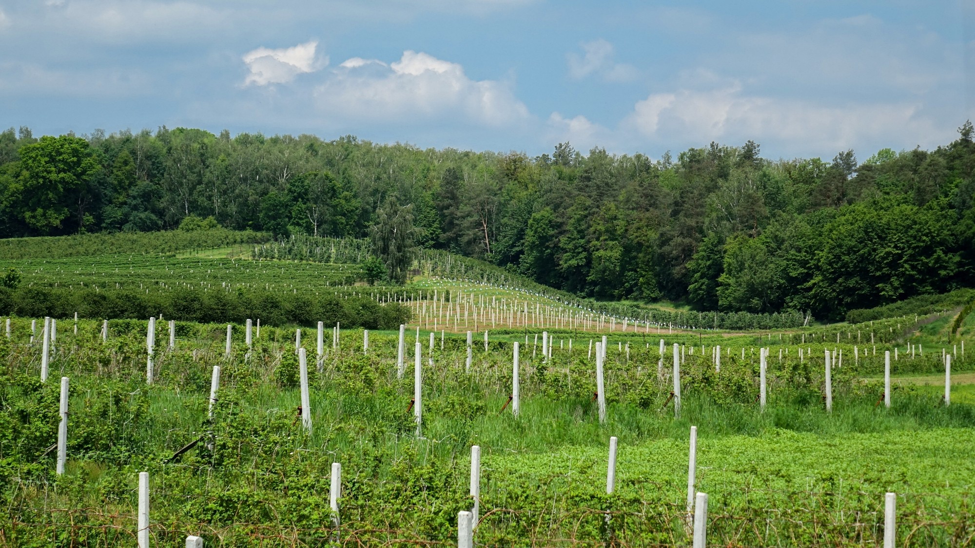 Maj w obiektywie - zdjęcie 21