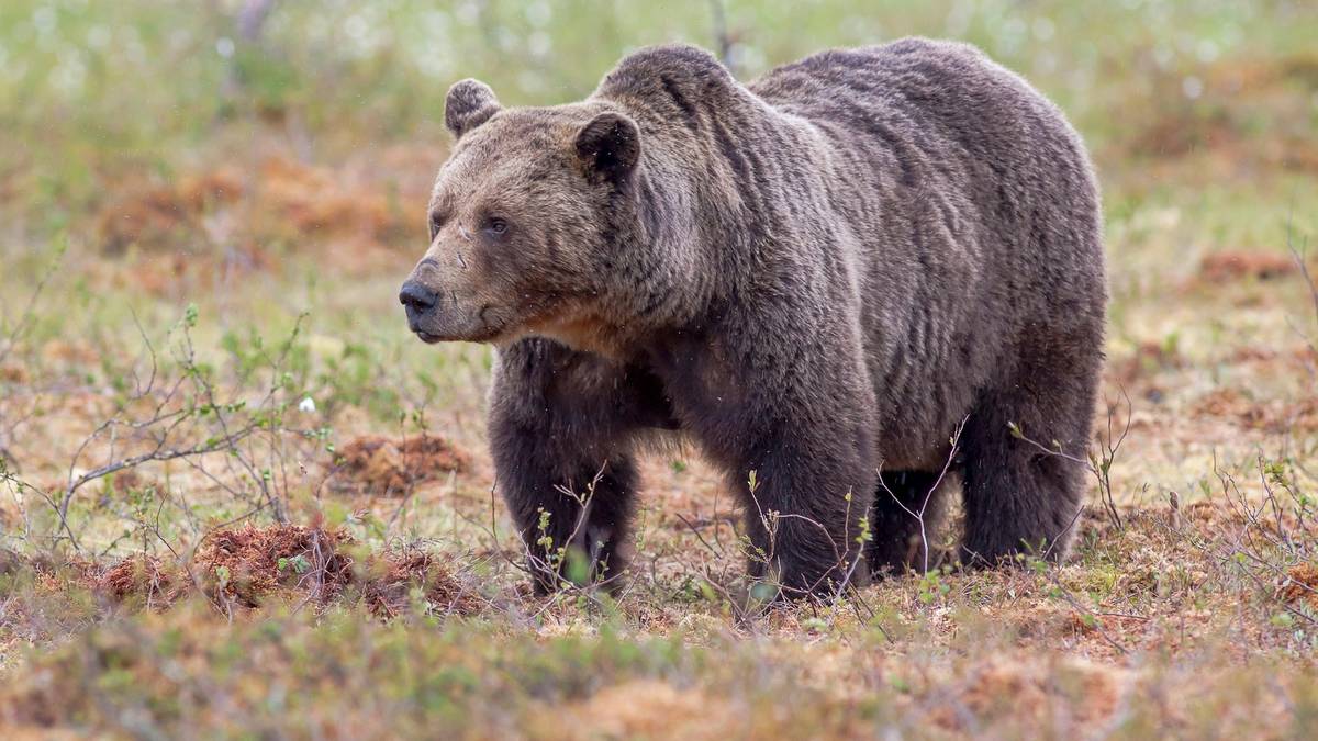 Zgoda na odstrzał niedźwiedzi. Oburzenie po decyzji urzędników