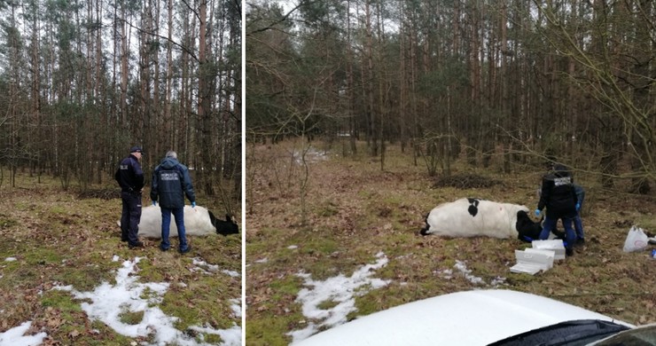 Agresywny byk został zastrzelony w lesie przez leśniczego.