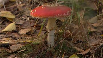 Kupują w sieci i jedzą. Do szpitala trafiają dziesiątki osób