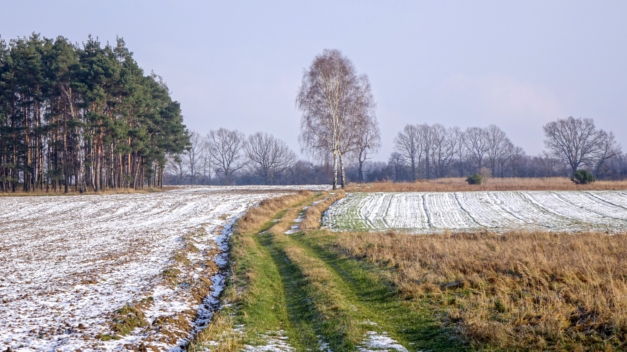 01.03.2019 09:00 Na wschodzie kraju prószy śnieg. Krajobrazy miejscami znów mogą się zabielić. Na jak długo?