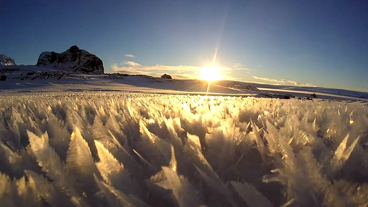 Lodowe kwiaty w Antarktyce. Fot. Facebook / Arctowski Polish Antarctic Station.