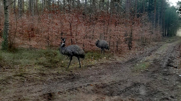 Nagrał parę emu… w lesie. "Dumnie spacerowały i pozowały do zdjęć"