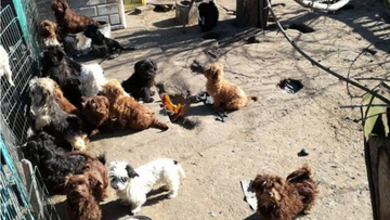 Ciała 15 psów w stanie rozkładu. Makabryczne odkrycie przy ogródkach działkowych w Chełmnie