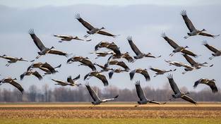23-02-2026 03:58 Całe stada ptaków lecą nad Polską. Wiemy, co się dzieje