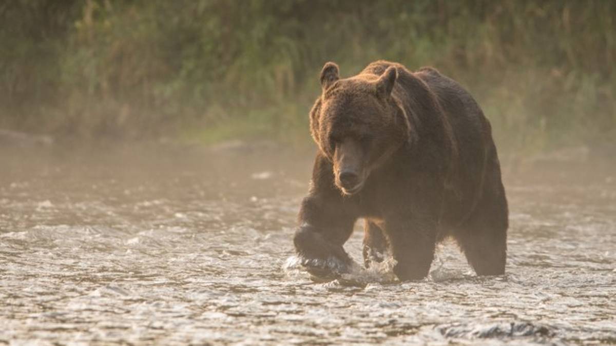 Niedźwiedź brunatny idący przez wodę.