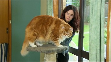 Poznajcie Omara. To najprawdopodobniej najdłuższy kot na świecie