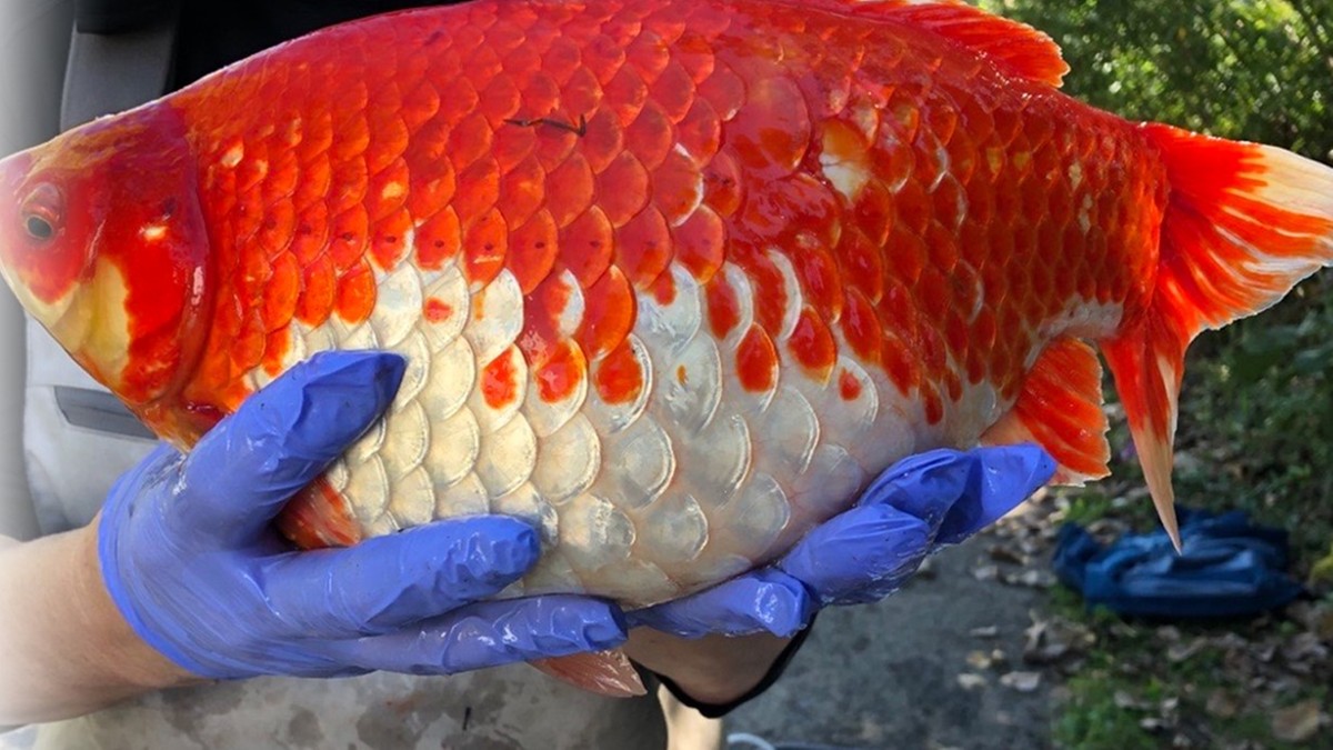 Kanada: Złote rybki zagrożeniem dla środowiska. Ludzie spuszczali je w toaletach