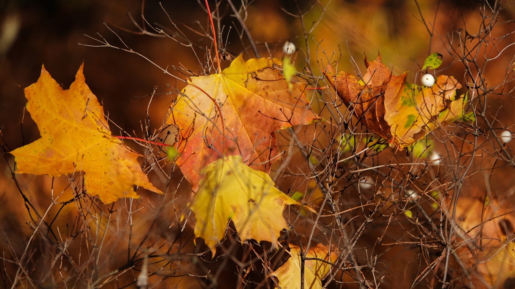 100 najpiękniejszych zdjęć 2021 roku - zdjęcie 41