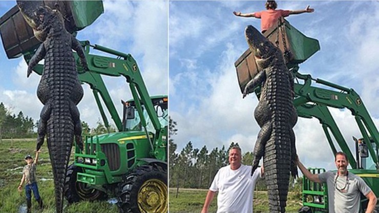 Aligator-gigant zastrzelony na Florydzie. Ważył prawie 400 kilogramów