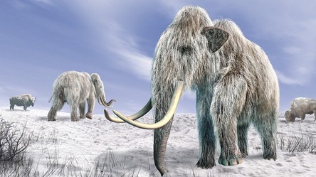04.09.2018 04:00 Na Syberii powstanie park mamutów i innych wymarłych zwierząt