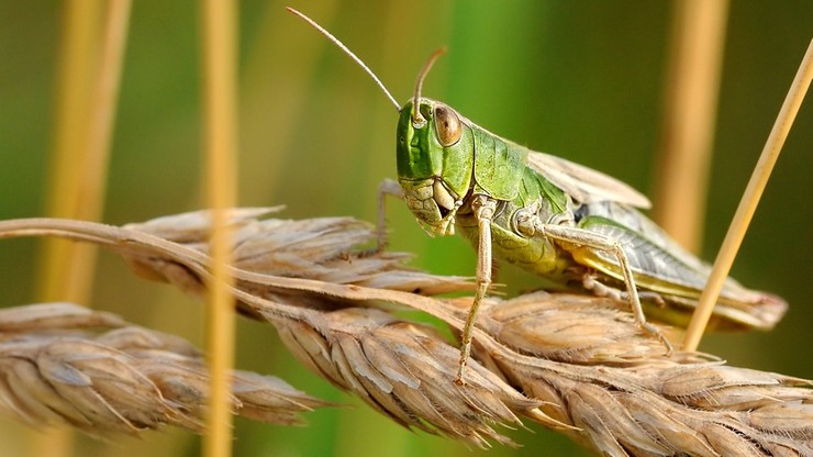 Dramatyczne w skutkach wymieranie owadów - alarmuje niemiecka minister środowiska