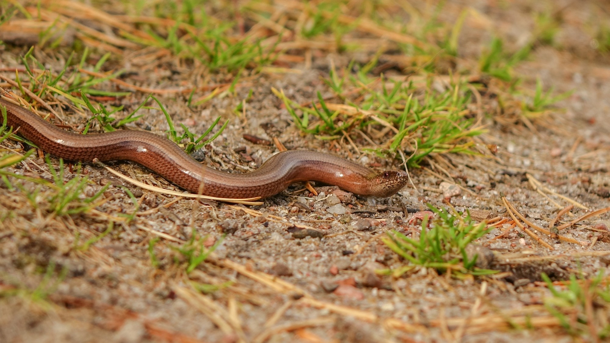 Z kamerą wśród zwierząt - zdjęcie 87